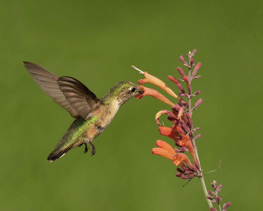 Hummingbird on Licorice Mint or Sunset Hyssop Photograph by Lois Lake ...