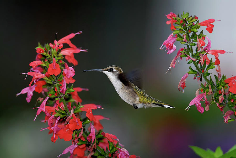 Hummingbird On Salvia Photograph by Dansphotoart On Flickr