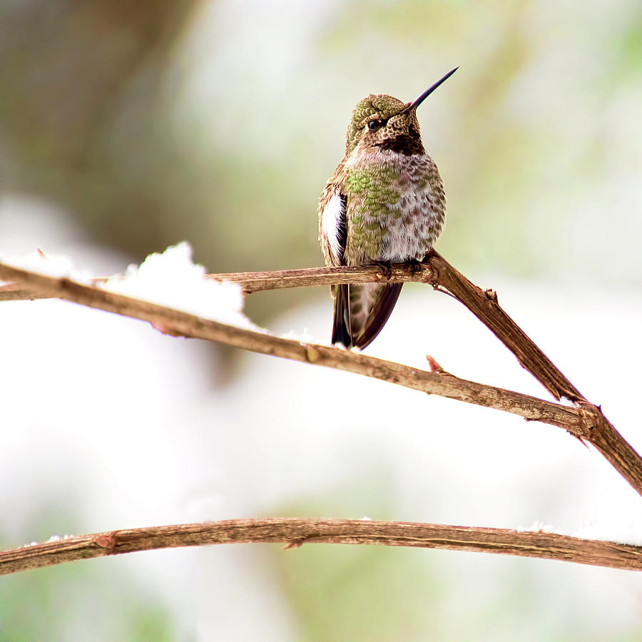 Hummingbird on Snowy Branch - Square Version Photograph by Peggy Collins
