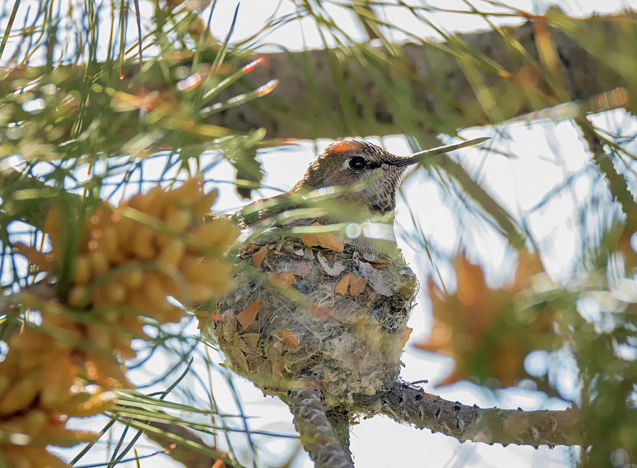 Hummingbird on the Nest Photograph by Loree Johnson