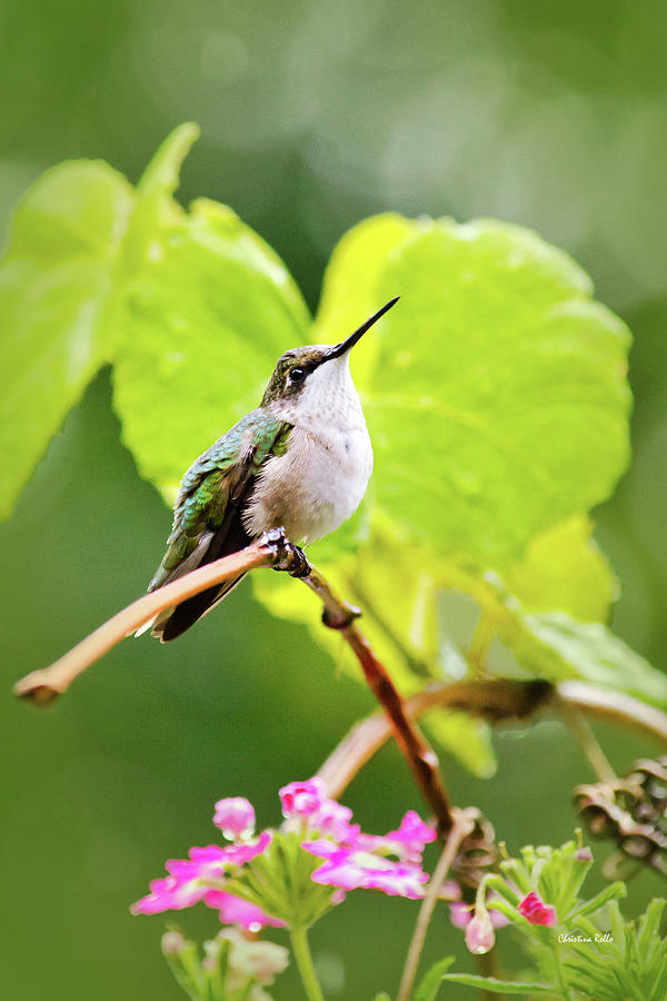 Hummingbird on Vine in the Rain Photograph by Christina Rollo