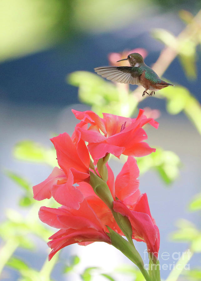 Hummingbird over Glads Photograph by Carol Groenen