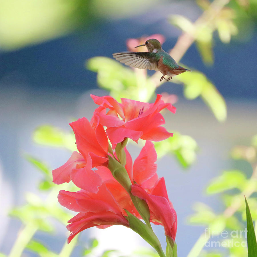 Hummingbird over Glads Square Photograph by Carol Groenen