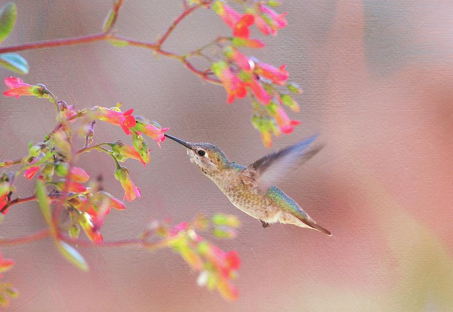 Hummingbird Parfait 2 Photograph by Lynn Bauer