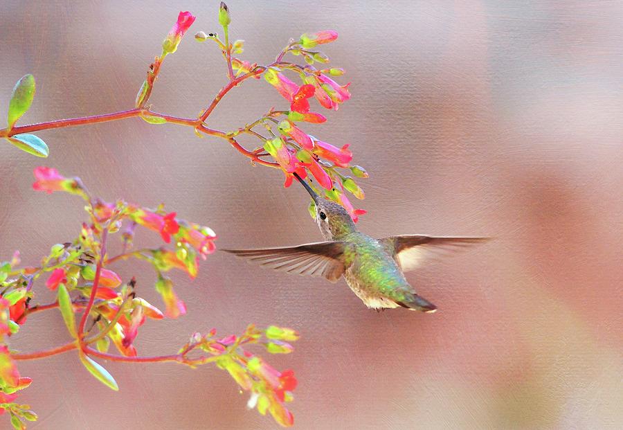 Hummingbird Parfait Photograph by Lynn Bauer
