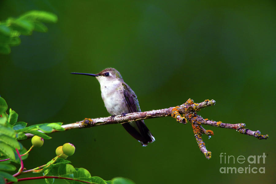 Hummingbird Parking It On A Tree Branch Photograph