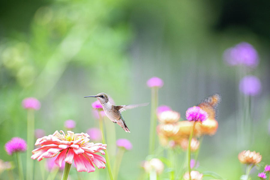 Hummingbird Pastels 2 Photograph by Brian Hale
