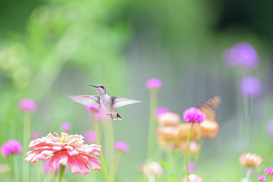 Hummingbird Pastels 3 Photograph by Brian Hale