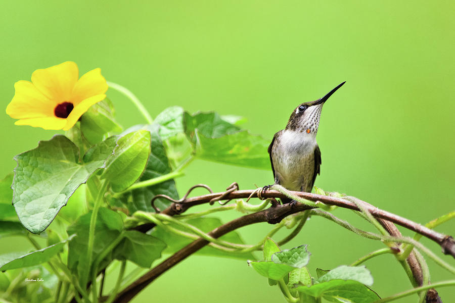 Hummingbird Pause Photograph by Christina Rollo