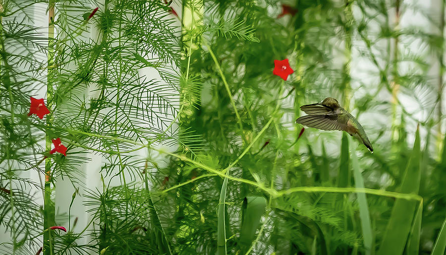 Hummingbird picking its Cypress  Digital Art by Ed Stines