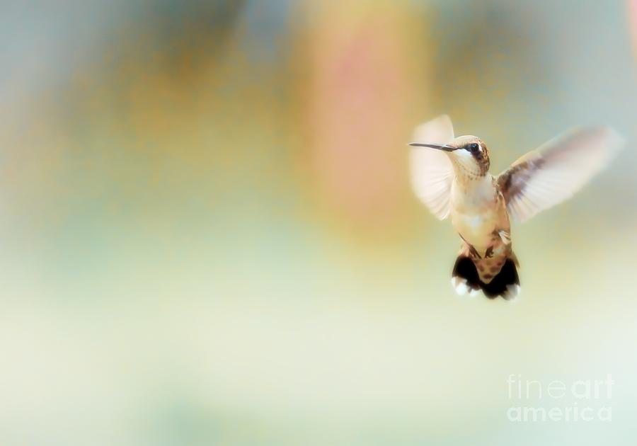 Hummingbird Play Photograph by Karin Everhart
