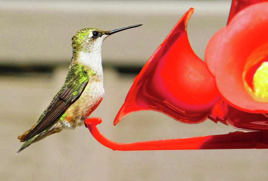 Hummingbird Portrait1 Photograph