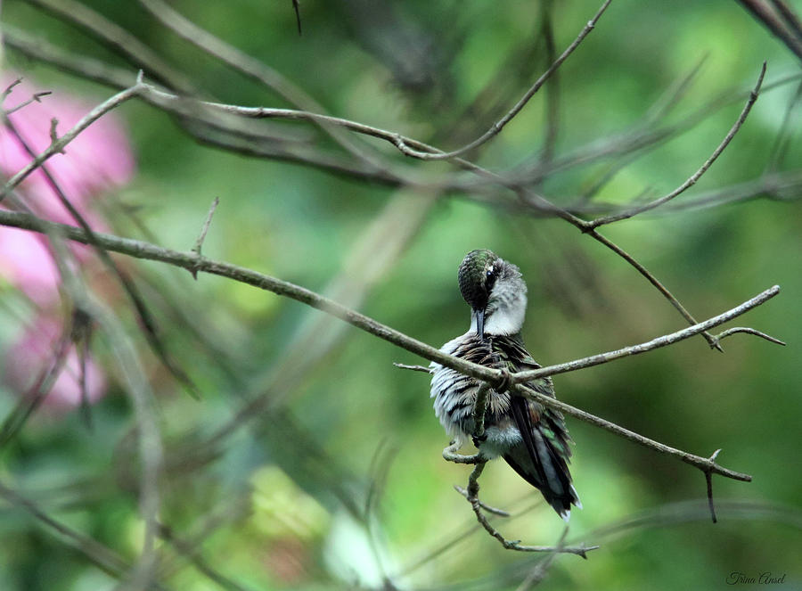 Hummingbird Preening Feathers Photograph by Trina Ansel