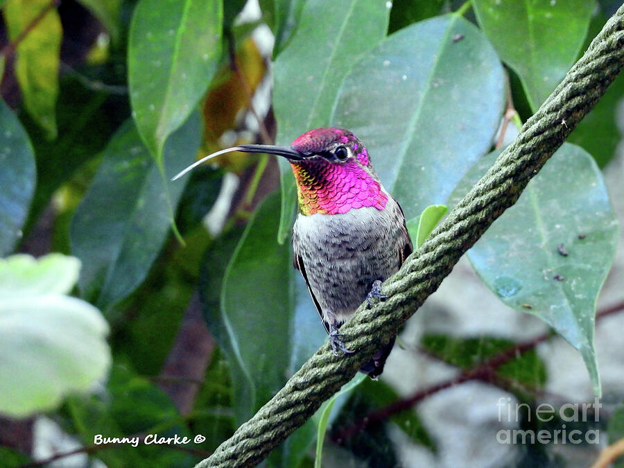 Wildlife Photograph - Hummingbird Raspberries by Bunny Clarke