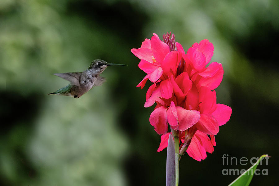 Hummingbird Red Photograph by Ed Taylor