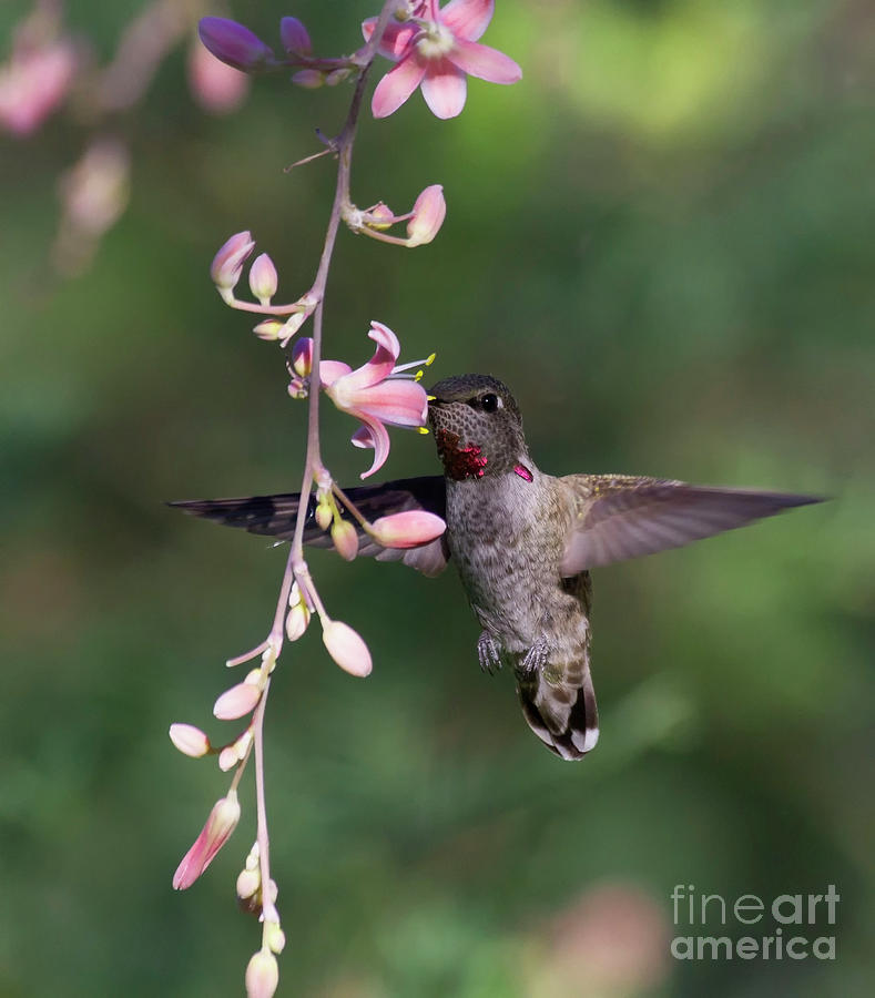 Hummingbird Showing off his wings Photograph by Ruth Jolly