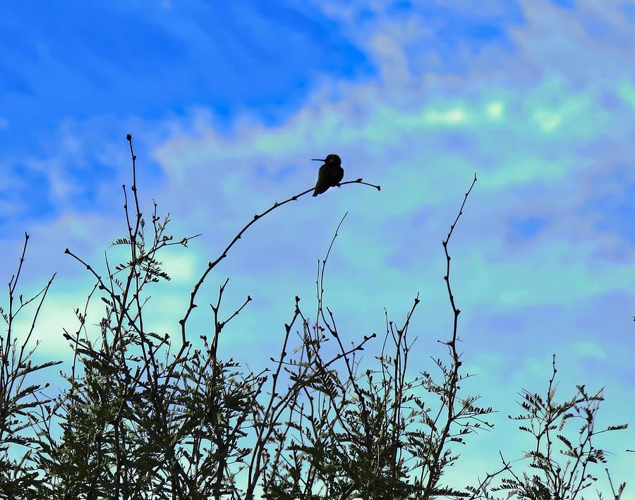 Hummingbird Silhouette on Palo Verde Tree Photograph by Judy Kennedy
