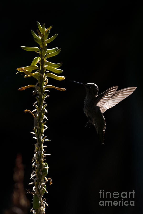Hummingbird Silhouette Photograph by Lisa Manifold