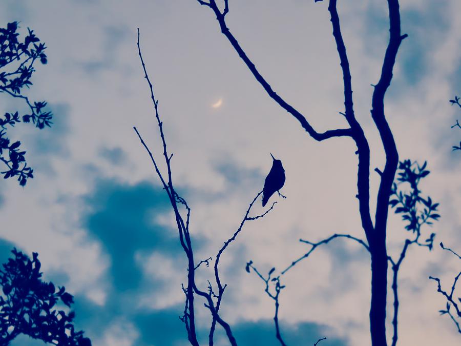 Hummingbird Singing to the Moon Photograph by Judy Kennedy
