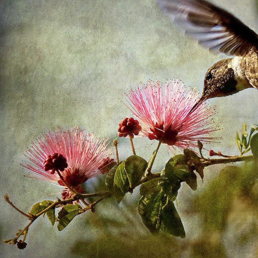 Hummingbird Sips Nectar From Mimosa Photograph by Melinda Moore