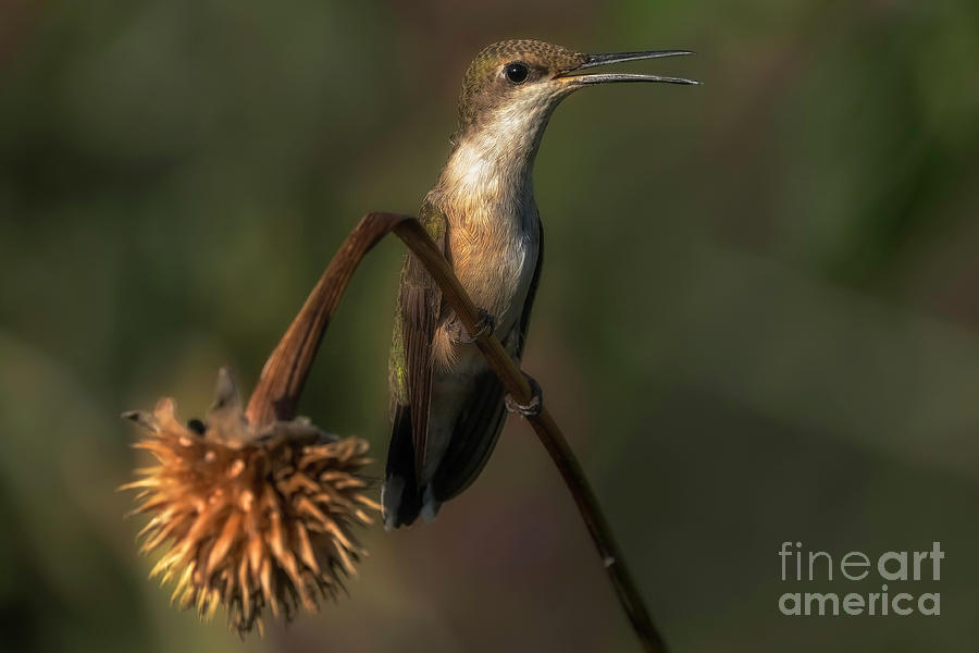 Hummingbird Sitting Photograph by Bill Frische