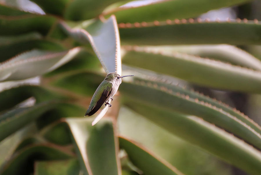 Hummingbird sitting on Agave 1 Photograph by Dawn Richards