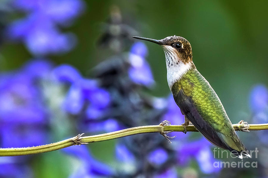 Hummingbird Sitting on stem Photograph by Bill Frische