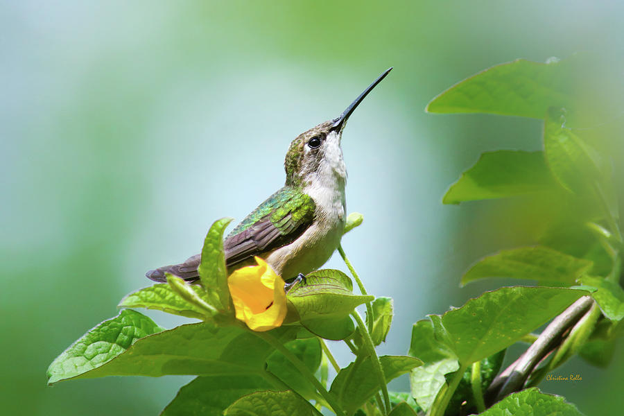 Bird Photograph - Hummingbird Sitting Pretty by Christina Rollo