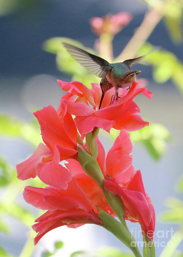 Hummingbird Slide Photograph