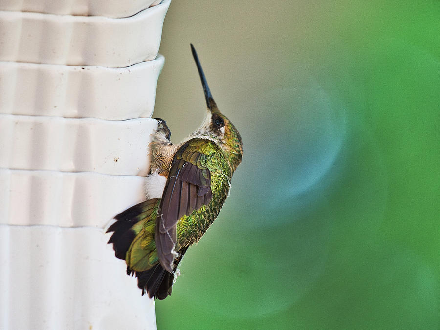 Hummingbird Photograph by Steven Ralser