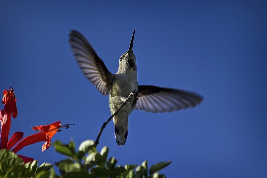 Hummingbird Takes Flight Photograph by Morgan Wright