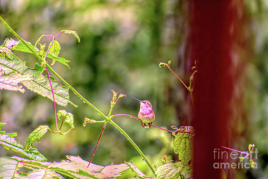 Hummingbird Through a Porch Railing Photograph by Rebecca Carr