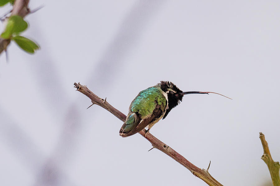 Hummingbird Tongue Photograph by Rebekah Zivicki