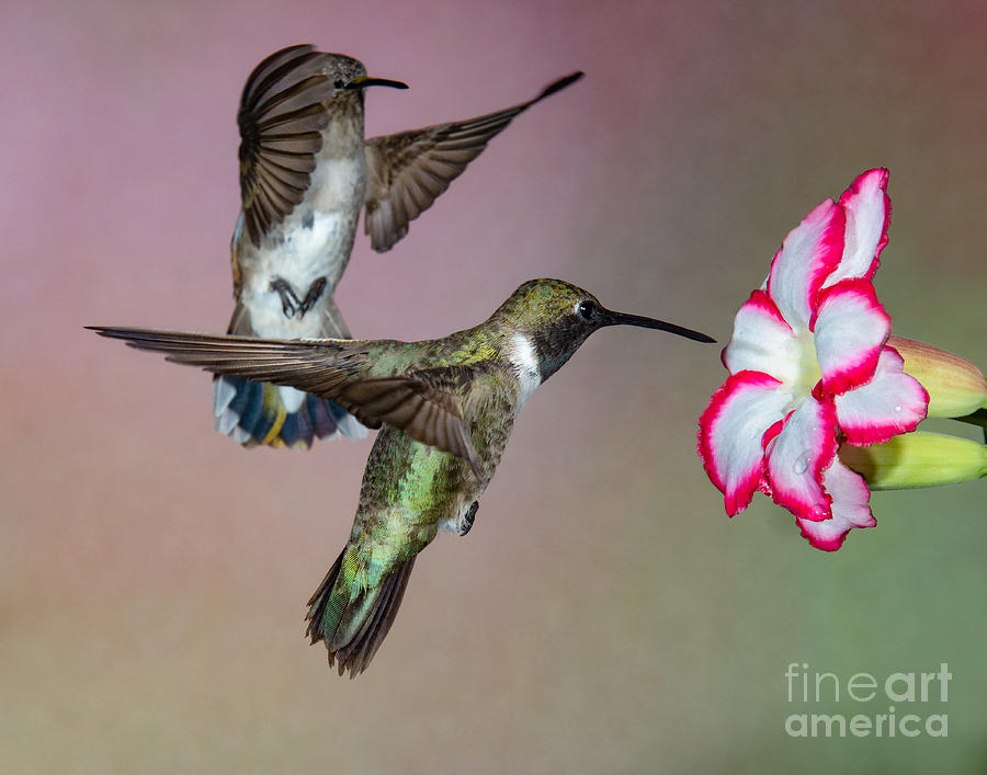 Hummingbird Twofer Photograph by Lisa Manifold