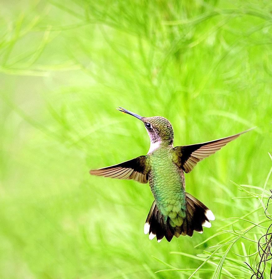 Hummingbird Upward Photograph by Deborah Penland