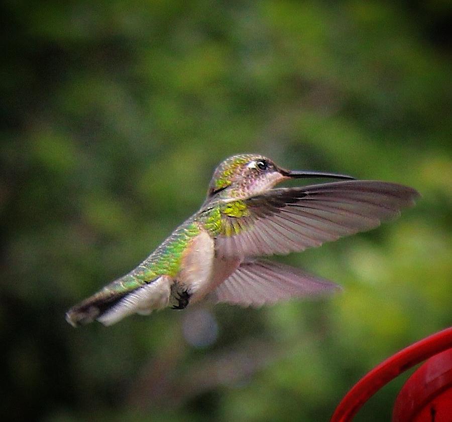visit from hummingbird
