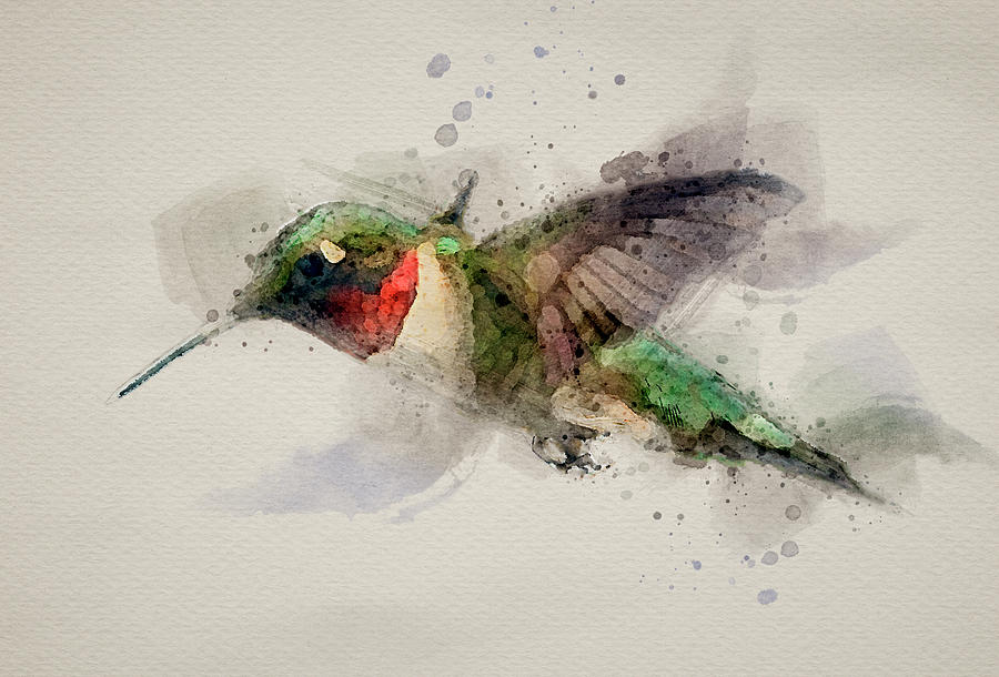 Hummingbird Watercolor Photograph by Paul Freidlund