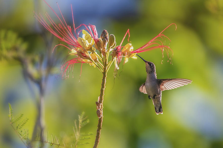 Hummingbird Photograph by Wei Liu | Fine Art America