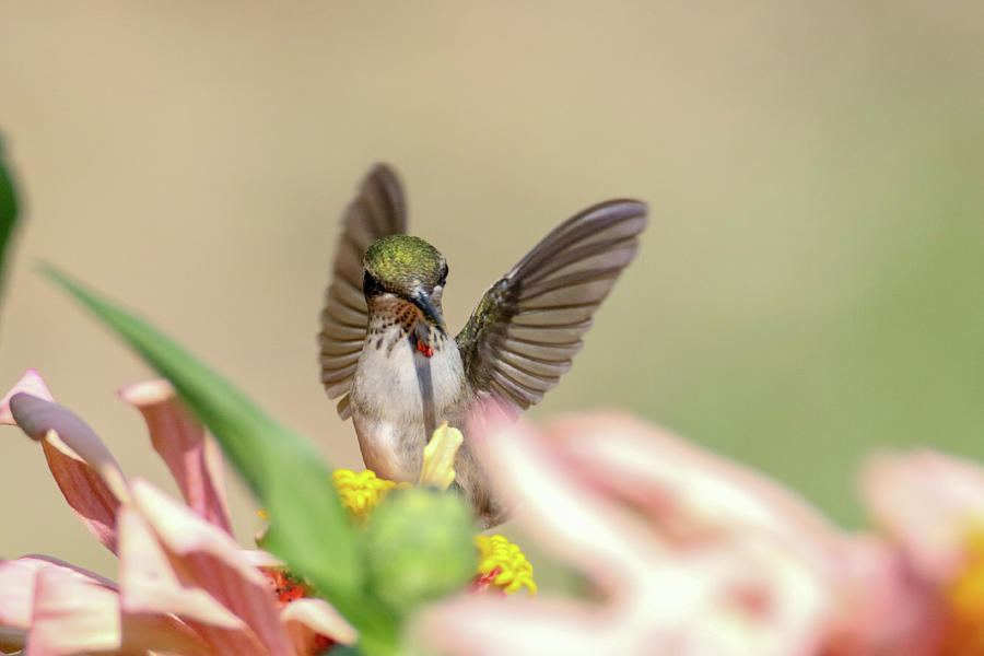 Hummingbird Wings Up Photograph by Brook Burling