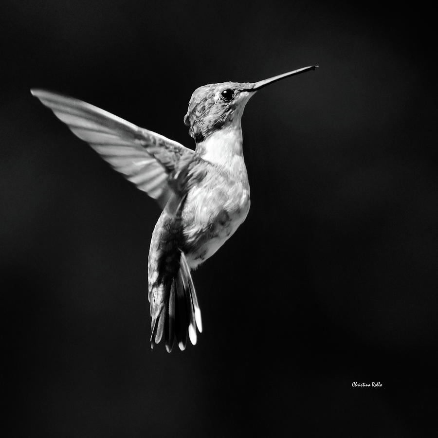Hummingbird Photograph - Hummingbird Wings Up Square Bw by Christina Rollo