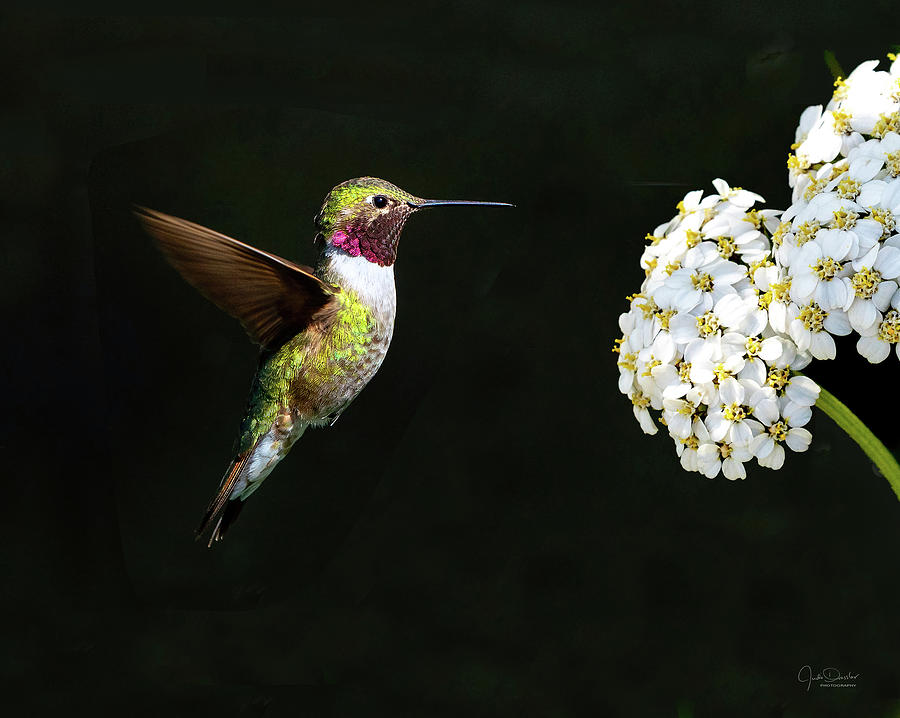 Hummingbird with Flower by Judi Dressler Hummingbird with Flower by Judi Dressler