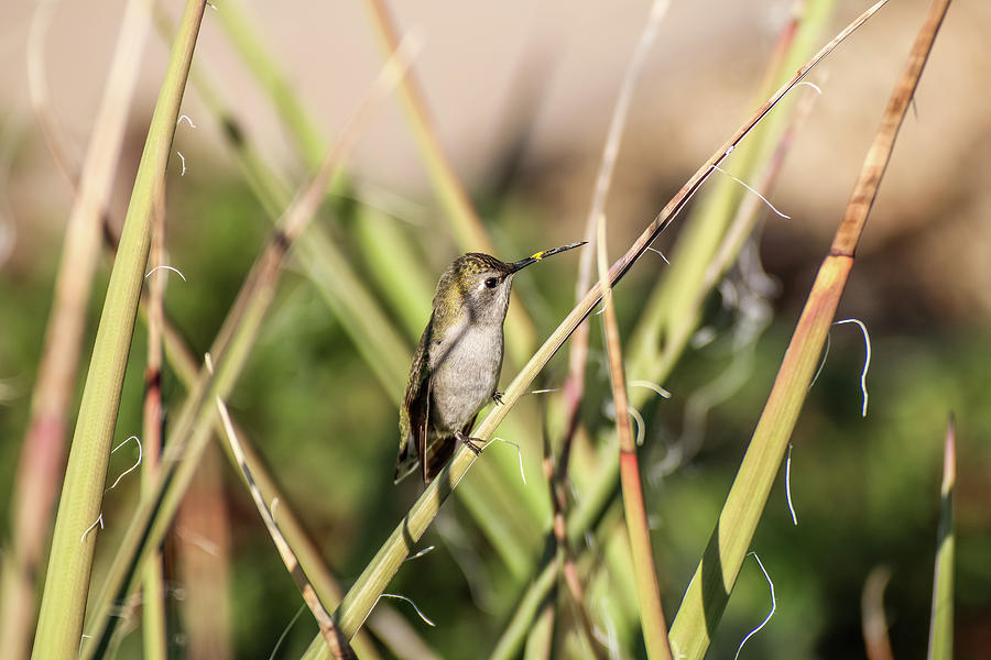 Hummingbird with Pollen on Beak Photograph by Dawn Richards