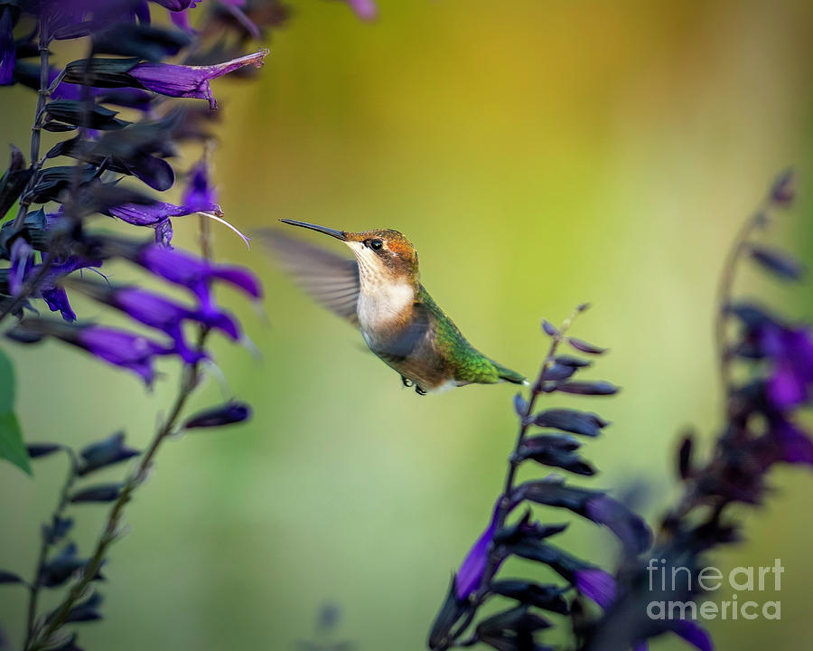 Hummingbird with Purple 2 Photograph by Bill Frische