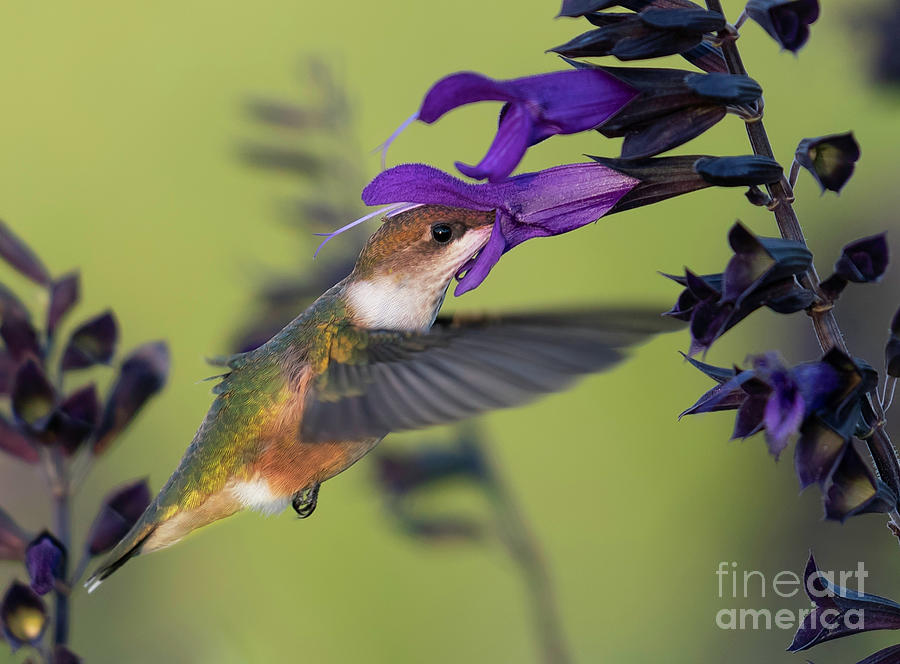 Hummingbird with Purple Photograph by Bill Frische