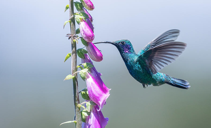 Hummingbird With Purple Flowers Photograph by Harvey Zhang