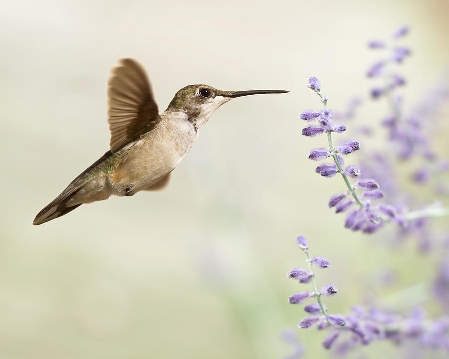 Hummingbird With Purple Flowers Photograph by Jody Trappe Photography