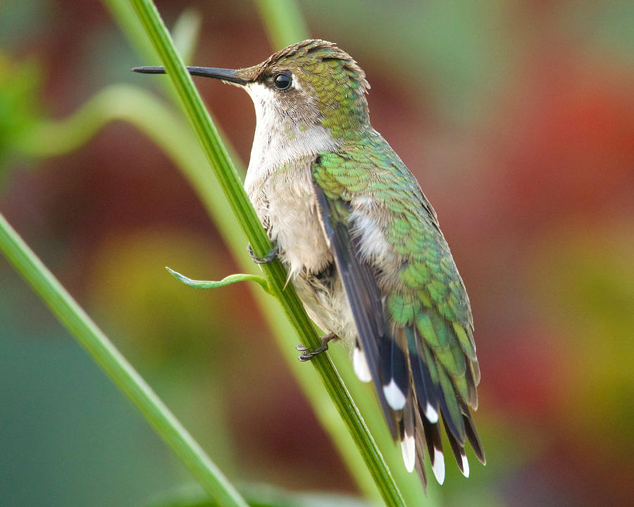 Hummingbird With Splayed Tail Photograph