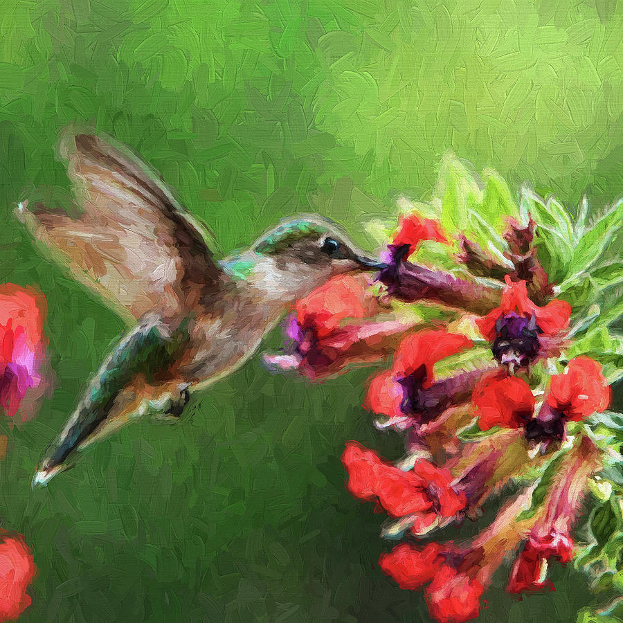 Hummingbird11 Photograph by John Freidenberg - Fine Art America