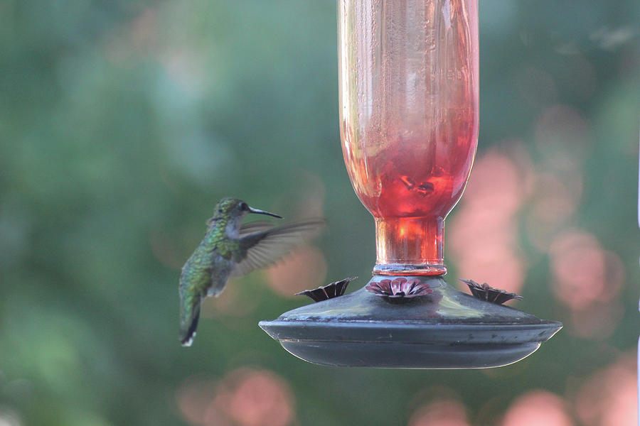 Hummingbird Photograph - Hummingbird_334 by Jeff Rasche