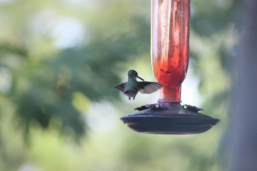 Hummingbird Photograph - Hummingbird_368 by Jeff Rasche
